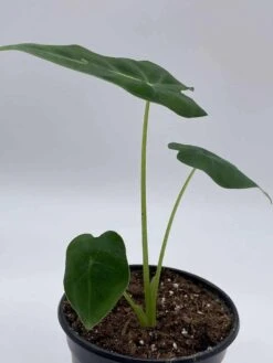 Green Velvet, Alocasia Frydek, Micholitziana, 4 Inch, Live Rooted Potted Rare Succulent House Plant -Cheap Plantly Store il fullxfull.3647627628 qv8w