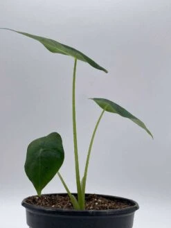 Green Velvet, Alocasia Frydek, Micholitziana, 4 Inch, Live Rooted Potted Rare Succulent House Plant -Cheap Plantly Store il fullxfull.3647627630 se34