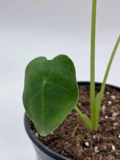 Green Velvet, Alocasia Frydek, Micholitziana, 4 Inch, Live Rooted Potted Rare Succulent House Plant -Cheap Plantly Store il fullxfull.3647627634 3xyz