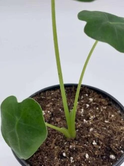 Green Velvet, Alocasia Frydek, Micholitziana, 4 Inch, Live Rooted Potted Rare Succulent House Plant -Cheap Plantly Store il fullxfull.3647627638 sneb