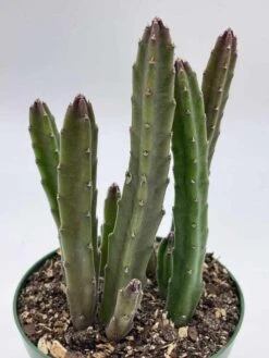 Stapelia Gigantea, Giant Starfish Flower, Rare Huernia, Zulu Carrion Giant Plant, 4 Inch Pot -Cheap Plantly Store il fullxfull.3647631458 fhdg