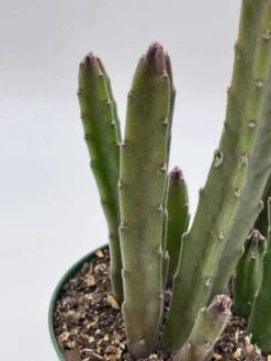 Stapelia Gigantea, Giant Starfish Flower, Rare Huernia, Zulu Carrion Giant Plant, 4 Inch Pot -Cheap Plantly Store il fullxfull.3647631472 ou4m