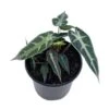 Alocasia Sanderiana, Kris Plant, Sander's Alocasia, In A 4 Inch Pot, Very Filled -Cheap Plantly Store il fullxfull.3647641916 qfw3
