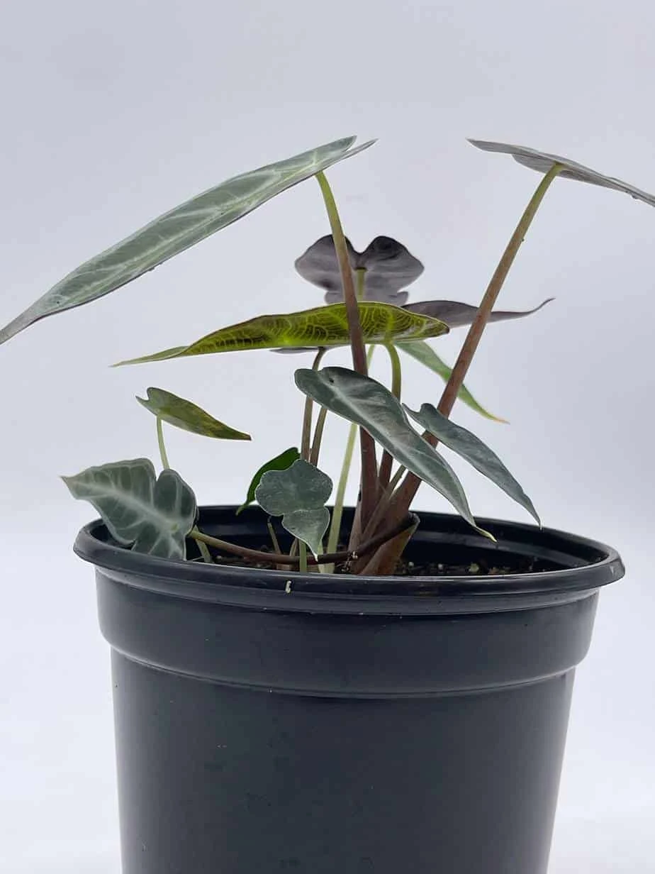 Alocasia Sanderiana, Kris Plant, Sander's Alocasia, In A 4 Inch Pot, Very Filled 7 Alocasia Sanderiana, Kris Plant, Sander's Alocasia, In A 4 Inch Pot, Very Filled - Image 5