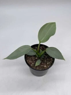 Philodendron Silver Sword, 4 Inch Pot, Philo Selloum, Erythrinum, Hastatum Spathiphyllum -Cheap Plantly Store il fullxfull.3647644704 okit