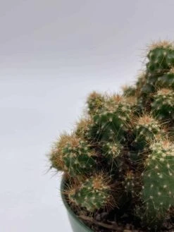 Peruvian Apple Cactus, Cereus Repandus, In 4 Inch Pot, Crested, Clumped Rare Cacti 16 Peruvian Apple Cactus, Cereus Repandus, In 4 Inch Pot, Crested, Clumped Rare Cacti -Cheap Plantly Store il fullxfull.3647648368 fsy7