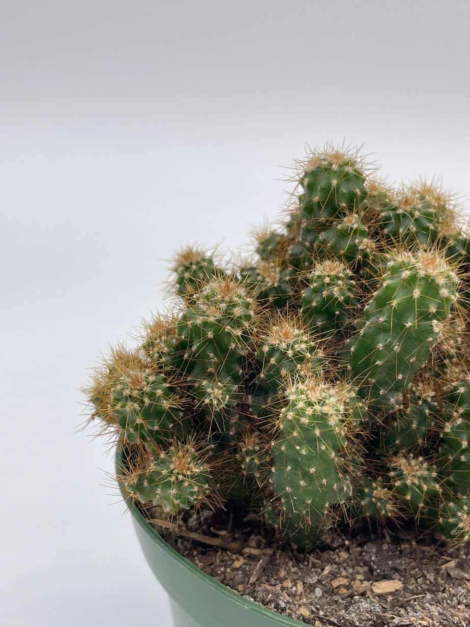 Peruvian Apple Cactus, Cereus Repandus, In 4 Inch Pot, Crested, Clumped Rare Cacti 4 Peruvian Apple Cactus, Cereus Repandus, In 4 Inch Pot, Crested, Clumped Rare Cacti - Image 2