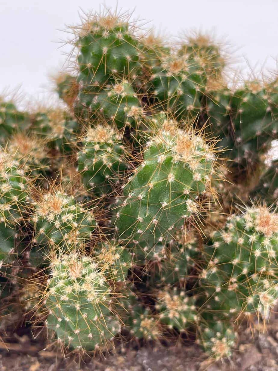 Peruvian Apple Cactus, Cereus Repandus, In 4 Inch Pot, Crested, Clumped Rare Cacti 6 Peruvian Apple Cactus, Cereus Repandus, In 4 Inch Pot, Crested, Clumped Rare Cacti - Image 4