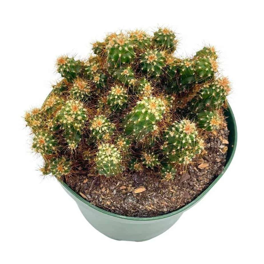 Peruvian Apple Cactus, Cereus Repandus, In 4 Inch Pot, Crested, Clumped Rare Cacti 3 Peruvian Apple Cactus, Cereus Repandus, In 4 Inch Pot, Crested, Clumped Rare Cacti