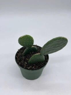 Opuntia Ficus-indica, Prickly Pear Cactus, Rare Cactus, 4 Inch Pot, Well Rooted 15 Opuntia Ficus-indica, Prickly Pear Cactus, Rare Cactus, 4 Inch Pot, Well Rooted -Cheap Plantly Store il fullxfull.3647650396 sxx2