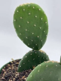 Opuntia Ficus-indica, Prickly Pear Cactus, Rare Cactus, 4 Inch Pot, Well Rooted 17 Opuntia Ficus-indica, Prickly Pear Cactus, Rare Cactus, 4 Inch Pot, Well Rooted -Cheap Plantly Store il fullxfull.3647650398 cv4h