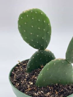 Opuntia Ficus-indica, Prickly Pear Cactus, Rare Cactus, 4 Inch Pot, Well Rooted 13 Opuntia Ficus-indica, Prickly Pear Cactus, Rare Cactus, 4 Inch Pot, Well Rooted -Cheap Plantly Store il fullxfull.3647650400 qtxl