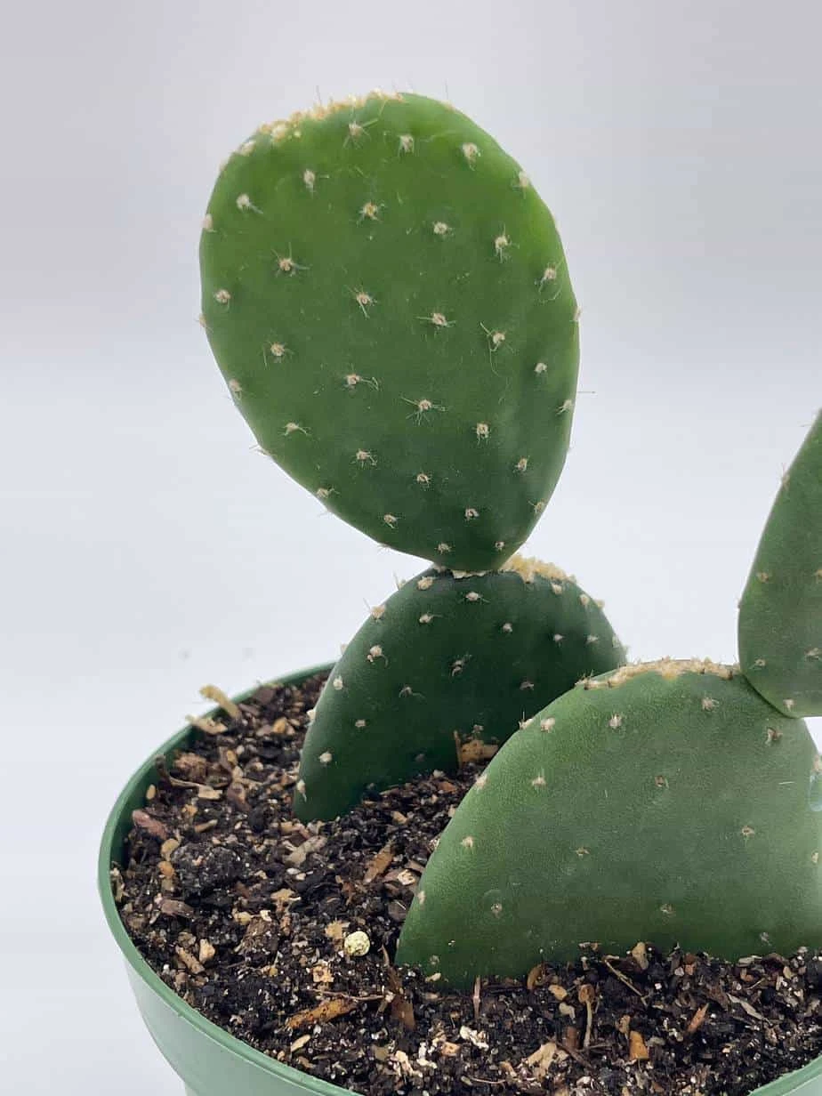 Opuntia Ficus-indica, Prickly Pear Cactus, Rare Cactus, 4 Inch Pot, Well Rooted 5 Opuntia Ficus-indica, Prickly Pear Cactus, Rare Cactus, 4 Inch Pot, Well Rooted - Image 3