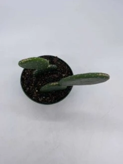 Opuntia Ficus-indica, Prickly Pear Cactus, Rare Cactus, 4 Inch Pot, Well Rooted 19 Opuntia Ficus-indica, Prickly Pear Cactus, Rare Cactus, 4 Inch Pot, Well Rooted -Cheap Plantly Store il fullxfull.3647650458 cld4