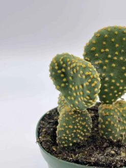 Crested Bunny Ears Prickly Pear, Opuntia Microdasys, In 4 Inch Pot, Clumped Rare Cacti 12 Crested Bunny Ears Prickly Pear, Opuntia Microdasys, In 4 Inch Pot, Clumped Rare Cacti -Cheap Plantly Store il fullxfull.3647656550 rwlh
