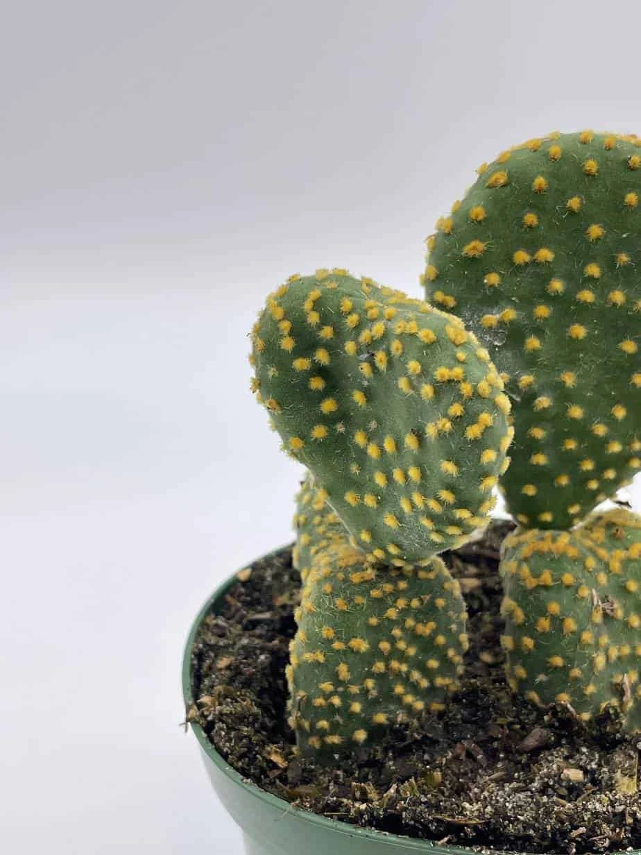 Crested Bunny Ears Prickly Pear, Opuntia Microdasys, In 4 Inch Pot, Clumped Rare Cacti 5 Crested Bunny Ears Prickly Pear, Opuntia Microdasys, In 4 Inch Pot, Clumped Rare Cacti - Image 3