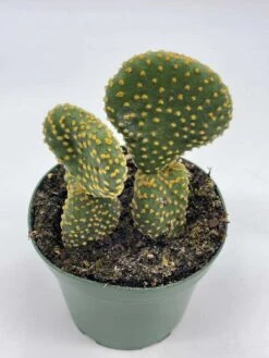 Crested Bunny Ears Prickly Pear, Opuntia Microdasys, In 4 Inch Pot, Clumped Rare Cacti 11 Crested Bunny Ears Prickly Pear, Opuntia Microdasys, In 4 Inch Pot, Clumped Rare Cacti -Cheap Plantly Store il fullxfull.3647656552 ml3m