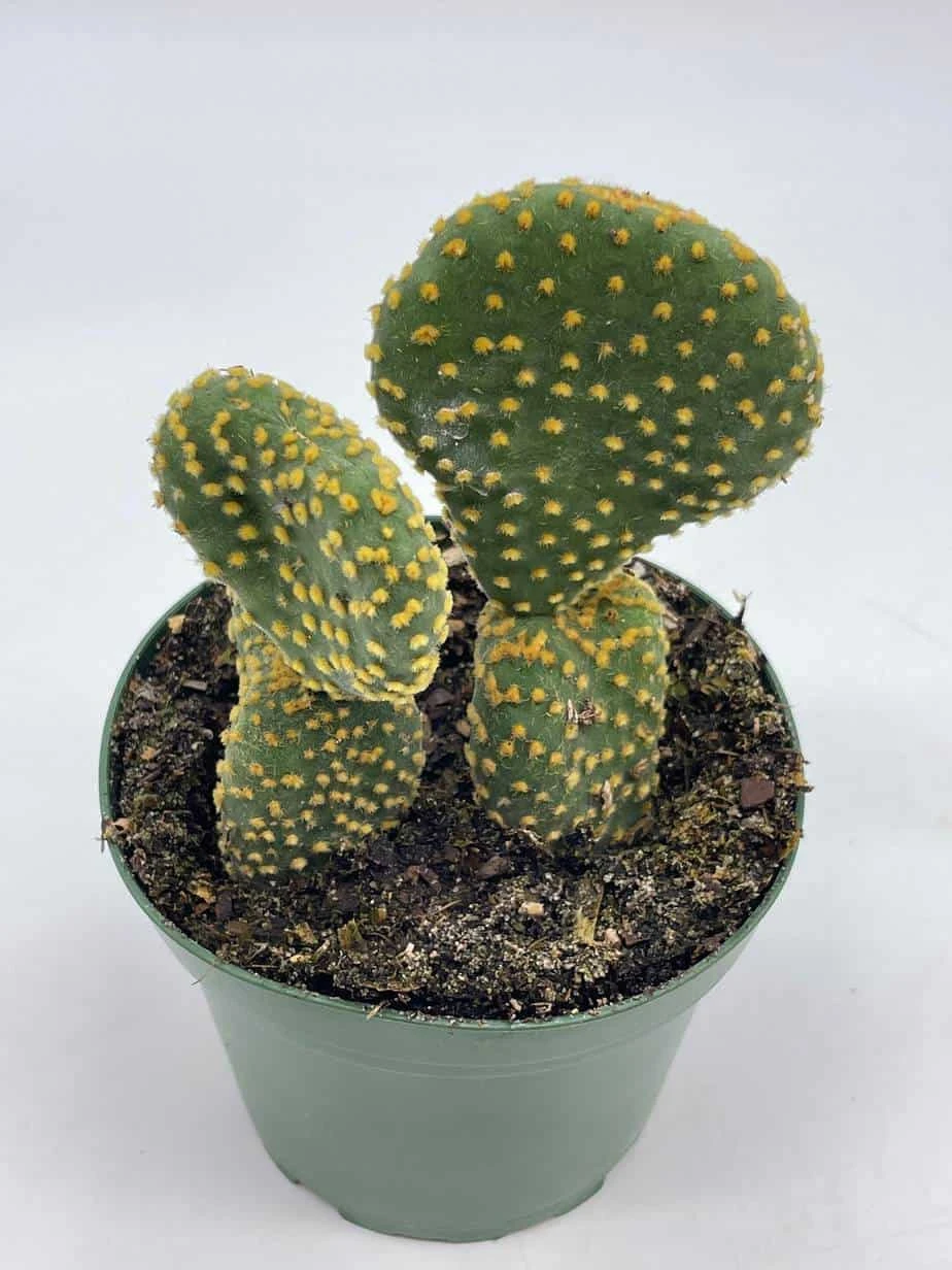 Crested Bunny Ears Prickly Pear, Opuntia Microdasys, In 4 Inch Pot, Clumped Rare Cacti 4 Crested Bunny Ears Prickly Pear, Opuntia Microdasys, In 4 Inch Pot, Clumped Rare Cacti - Image 2