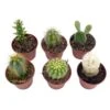 Mini Cacti Assortment, Tiny Cactus Set, Bunny Ears, Old Man, Pink Eves Pin Needle, Easter Lily, Barrel, 6 Different Cacti In 2 Inch Pots, 2 Mini Cacti Assortment, Tiny Cactus Set, Bunny Ears, Old Man, Pink Eves Pin Needle, Easter Lily, Barrel, 6 Different Cacti In 2 Inch Pots, -Cheap Plantly Store il fullxfull.3647715426 8cab