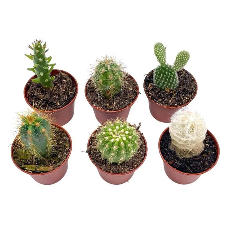 Mini Cacti Assortment, Tiny Cactus Set, Bunny Ears, Old Man, Pink Eves Pin Needle, Easter Lily, Barrel, 6 Different Cacti In 2 Inch Pots, 3 Mini Cacti Assortment, Tiny Cactus Set, Bunny Ears, Old Man, Pink Eves Pin Needle, Easter Lily, Barrel, 6 Different Cacti In 2 Inch Pots,