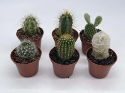 Mini Cacti Assortment, Tiny Cactus Set, Bunny Ears, Old Man, Pink Eves Pin Needle, Easter Lily, Barrel, 6 Different Cacti In 2 Inch Pots, 17 Mini Cacti Assortment, Tiny Cactus Set, Bunny Ears, Old Man, Pink Eves Pin Needle, Easter Lily, Barrel, 6 Different Cacti In 2 Inch Pots, -Cheap Plantly Store il fullxfull.3647715610 l103