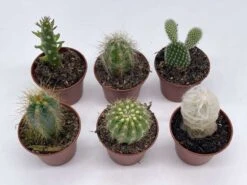 Mini Cacti Assortment, Tiny Cactus Set, Bunny Ears, Old Man, Pink Eves Pin Needle, Easter Lily, Barrel, 6 Different Cacti In 2 Inch Pots, 14 Mini Cacti Assortment, Tiny Cactus Set, Bunny Ears, Old Man, Pink Eves Pin Needle, Easter Lily, Barrel, 6 Different Cacti In 2 Inch Pots, -Cheap Plantly Store il fullxfull.3647715612 s3dw
