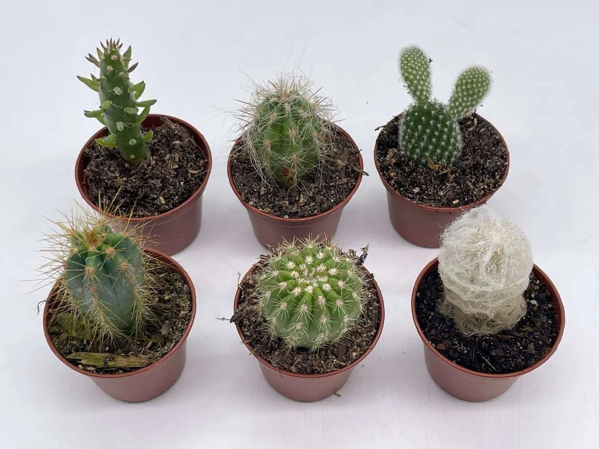 Mini Cacti Assortment, Tiny Cactus Set, Bunny Ears, Old Man, Pink Eves Pin Needle, Easter Lily, Barrel, 6 Different Cacti In 2 Inch Pots, 6 Mini Cacti Assortment, Tiny Cactus Set, Bunny Ears, Old Man, Pink Eves Pin Needle, Easter Lily, Barrel, 6 Different Cacti In 2 Inch Pots, - Image 4