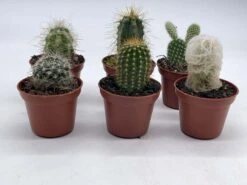 Mini Cacti Assortment, Tiny Cactus Set, Bunny Ears, Old Man, Pink Eves Pin Needle, Easter Lily, Barrel, 6 Different Cacti In 2 Inch Pots, 19 Mini Cacti Assortment, Tiny Cactus Set, Bunny Ears, Old Man, Pink Eves Pin Needle, Easter Lily, Barrel, 6 Different Cacti In 2 Inch Pots, -Cheap Plantly Store il fullxfull.3647715704 4tlb