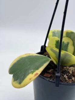 Variegated Hoya Kerrii Heart On The Vine Very Full, At Least 6 Hearts, SweetHeart Plant -Cheap Plantly Store il fullxfull.3647717764 55ho