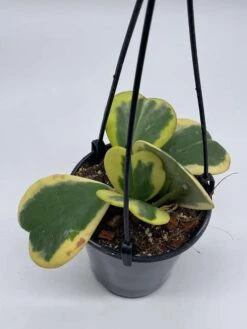 Variegated Hoya Kerrii Heart On The Vine Very Full, At Least 6 Hearts, SweetHeart Plant -Cheap Plantly Store il fullxfull.3647717792 flml