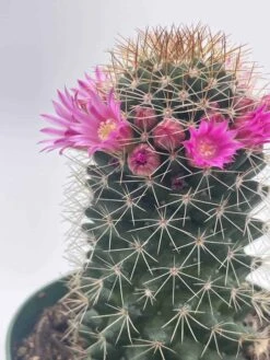 Old Lady Cactus, Old-Lady Pincushion, Mammillaria Hahniana -Cheap Plantly Store il fullxfull.3654517709 gqyf