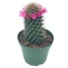 Old Lady Cactus, Old-Lady Pincushion, Mammillaria Hahniana -Cheap Plantly Store il fullxfull.3654517769 dn4f