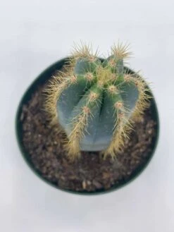 Blue Columnar Cactus, Pilosocereus Pachycladus Cacti, Column Cactus, Tall Blue Torch Cactus, In 2 Inch Square Pot -Cheap Plantly Store il fullxfull.3654525861 bjnh