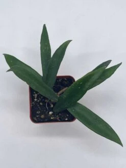 Hoya Minibelle Carnosa Honey Plant, Freckles, Silver Splash Speckled Variegated Krinkle Wax Honeyplant, Extremely Rare Limited Supply Potted -Cheap Plantly Store il fullxfull.3654527221 brzp