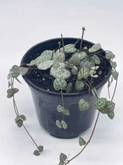 String Of Hearts, Ceropegia Woodii, Very Filled In A 4 Inch Pot -Cheap Plantly Store il fullxfull.3654531455 qzw5