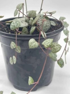 String Of Hearts, Ceropegia Woodii, Very Filled In A 4 Inch Pot -Cheap Plantly Store il fullxfull.3654531463 pvn6