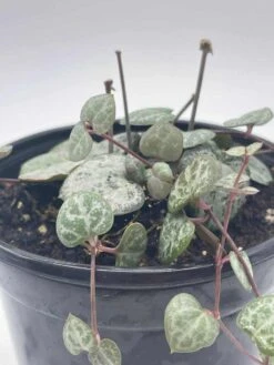 String Of Hearts, Ceropegia Woodii, Very Filled In A 4 Inch Pot -Cheap Plantly Store il fullxfull.3654531467 fczu