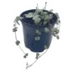 String Of Hearts, Ceropegia Woodii, Very Filled In A 4 Inch Pot -Cheap Plantly Store il fullxfull.3654531603 ggda