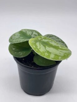 Satin Pothos, Silver Vine, Silver Cloud, Silk Pothos Silver Philodendron In A 4 Inch Pot, Very Filled 13 Satin Pothos, Silver Vine, Silver Cloud, Silk Pothos Silver Philodendron In A 4 Inch Pot, Very Filled -Cheap Plantly Store il fullxfull.3661900775 tbzu