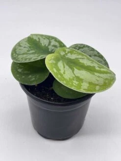 Satin Pothos, Silver Vine, Silver Cloud, Silk Pothos Silver Philodendron In A 4 Inch Pot, Very Filled 15 Satin Pothos, Silver Vine, Silver Cloud, Silk Pothos Silver Philodendron In A 4 Inch Pot, Very Filled -Cheap Plantly Store il fullxfull.3661900783 d1wx