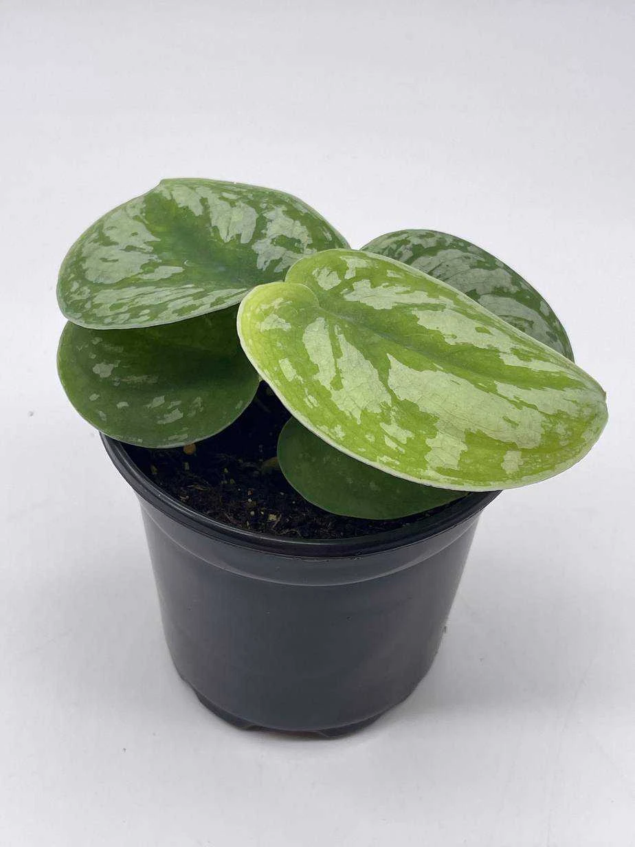 Satin Pothos, Silver Vine, Silver Cloud, Silk Pothos Silver Philodendron In A 4 Inch Pot, Very Filled 9 Satin Pothos, Silver Vine, Silver Cloud, Silk Pothos Silver Philodendron In A 4 Inch Pot, Very Filled - Image 7