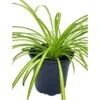 Spider Plant, Chlorophytum Comosum, Ribbon Plant, In A 4 Inch Pot, Very Filled -Cheap Plantly Store il fullxfull.3661905041 jxdu