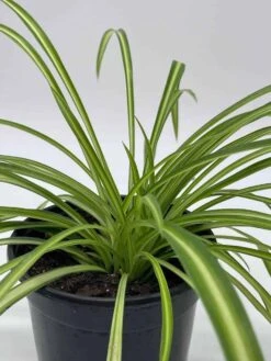 Spider Plant, Chlorophytum Comosum, Ribbon Plant, In A 4 Inch Pot, Very Filled -Cheap Plantly Store il fullxfull.3661905401 30l7
