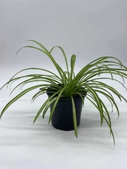 Spider Plant, Chlorophytum Comosum, Ribbon Plant, In A 4 Inch Pot, Very Filled -Cheap Plantly Store il fullxfull.3661905405 euts