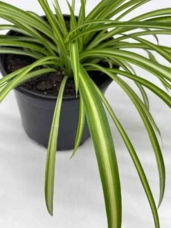 Spider Plant, Chlorophytum Comosum, Ribbon Plant, In A 4 Inch Pot, Very Filled -Cheap Plantly Store il fullxfull.3661905465 mtw8
