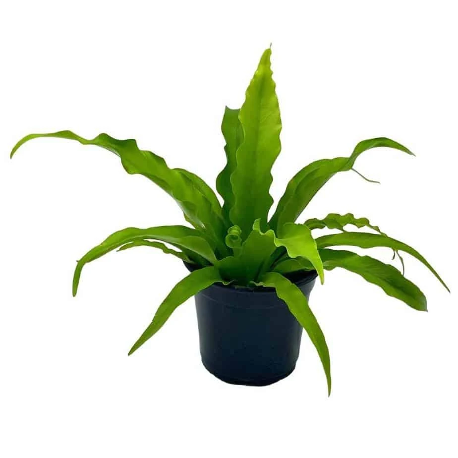 Bird's Nest Fern, Crissie, Asplenium Antiquum, Epiphytic Fern In A 4 Inch Pot, Very Filled 3 Bird's Nest Fern, Crissie, Asplenium Antiquum, Epiphytic Fern In A 4 Inch Pot, Very Filled