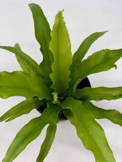 Bird's Nest Fern, Crissie, Asplenium Antiquum, Epiphytic Fern In A 4 Inch Pot, Very Filled 14 Bird's Nest Fern, Crissie, Asplenium Antiquum, Epiphytic Fern In A 4 Inch Pot, Very Filled -Cheap Plantly Store il fullxfull.3661906923 c0ij