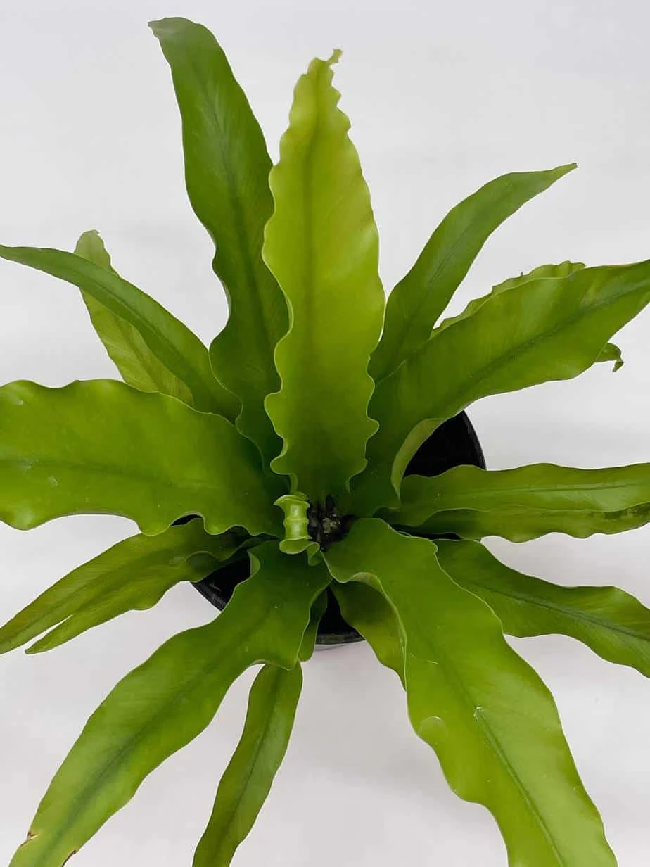 Bird's Nest Fern, Crissie, Asplenium Antiquum, Epiphytic Fern In A 4 Inch Pot, Very Filled 8 Bird's Nest Fern, Crissie, Asplenium Antiquum, Epiphytic Fern In A 4 Inch Pot, Very Filled - Image 6