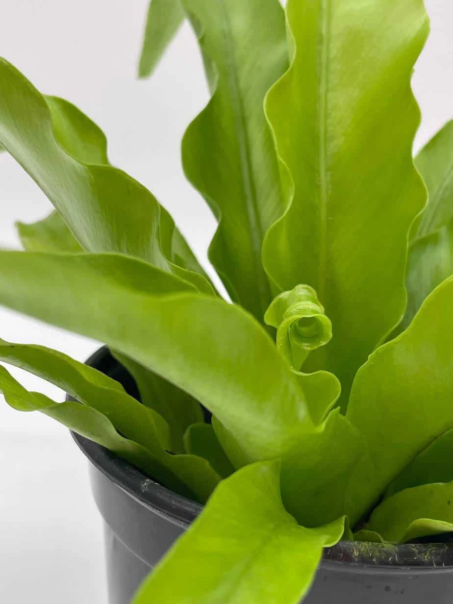 Bird's Nest Fern, Crissie, Asplenium Antiquum, Epiphytic Fern In A 4 Inch Pot, Very Filled 7 Bird's Nest Fern, Crissie, Asplenium Antiquum, Epiphytic Fern In A 4 Inch Pot, Very Filled - Image 5