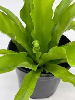 Bird's Nest Fern, Crissie, Asplenium Antiquum, Epiphytic Fern In A 4 Inch Pot, Very Filled 12 Bird's Nest Fern, Crissie, Asplenium Antiquum, Epiphytic Fern In A 4 Inch Pot, Very Filled -Cheap Plantly Store il fullxfull.3661906939 gs3i